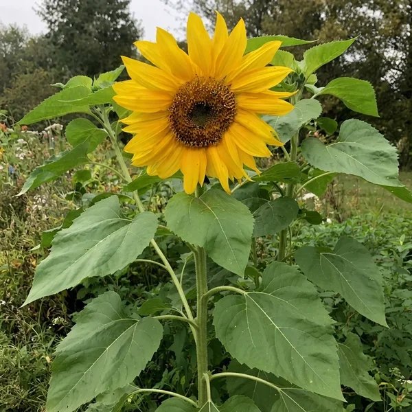 Helianthus annuus 'Mammoth'
