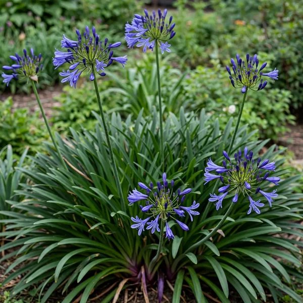 Agapanthus praecox 'Northern Star'