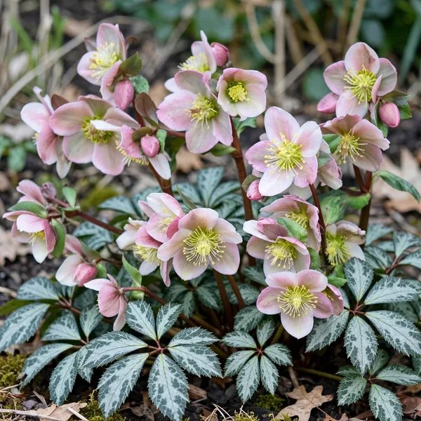 Helleborus niger 'Frostkiss Cheryl's Shine'