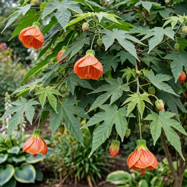 Abutilon x hybridum 'Julia'