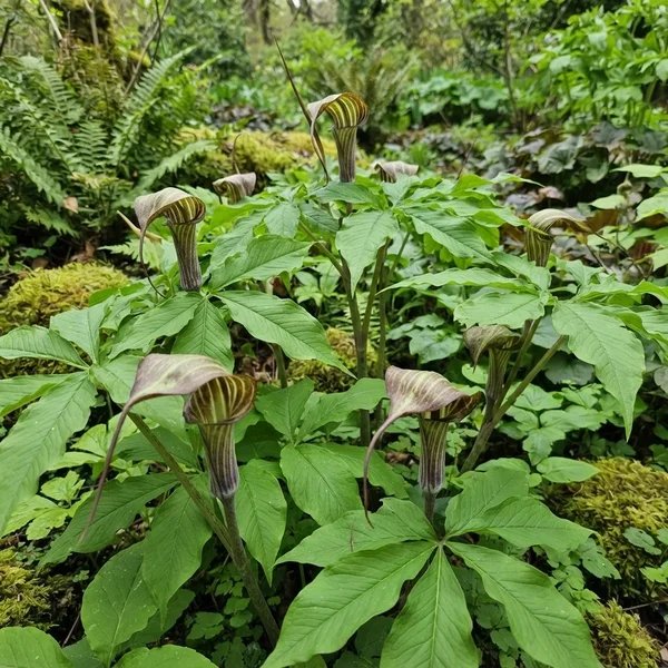 Arisaema kiushianum
