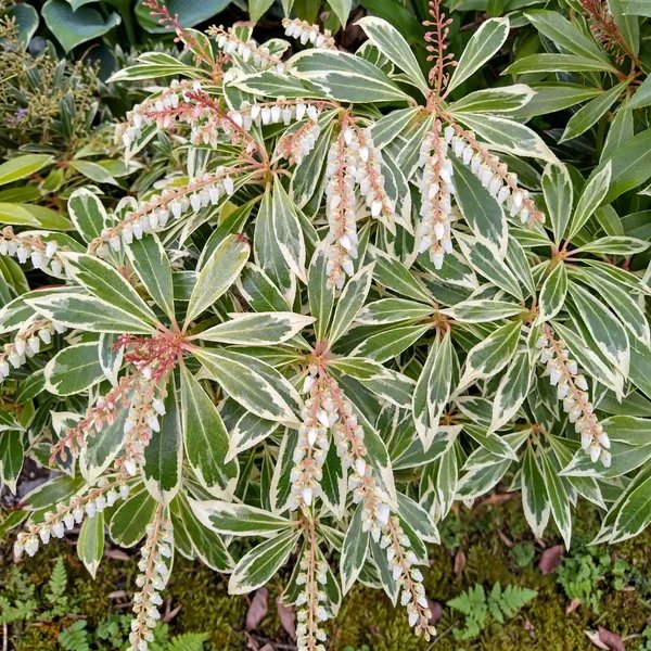 Pieris japonica 'Flaming Silver'