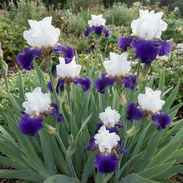 Iris x germanica 'Captain's Choice'