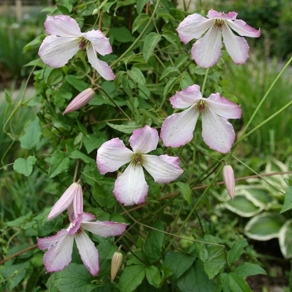 Clematis viticella 'I Am Lady Q'