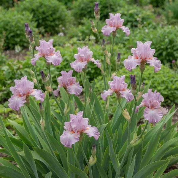 Iris x germanica 'Jennifer Rebecca'