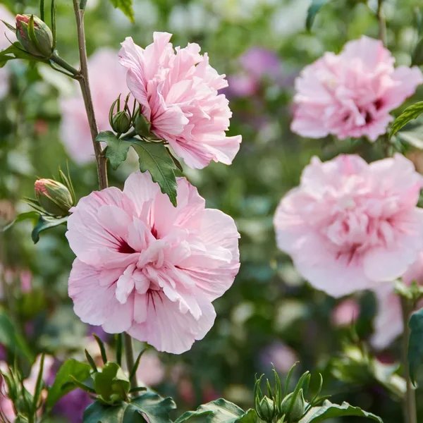 Hibiscus syriacus 'Pink Chiffon'