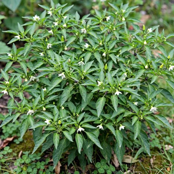 Capsicum annuum 'Hot-chi Mama'