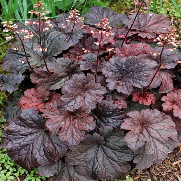 Heuchera x brizoides 'Boom Chocolatta'