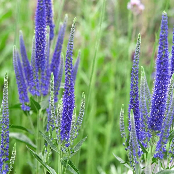 Veronica longifolia 'Blue Giant'