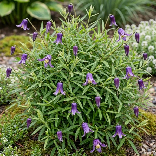 Clematis integrifolia 'Little Guys Trio'