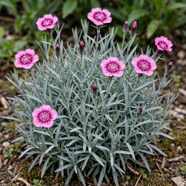Dianthus plumarius 'Hercules'