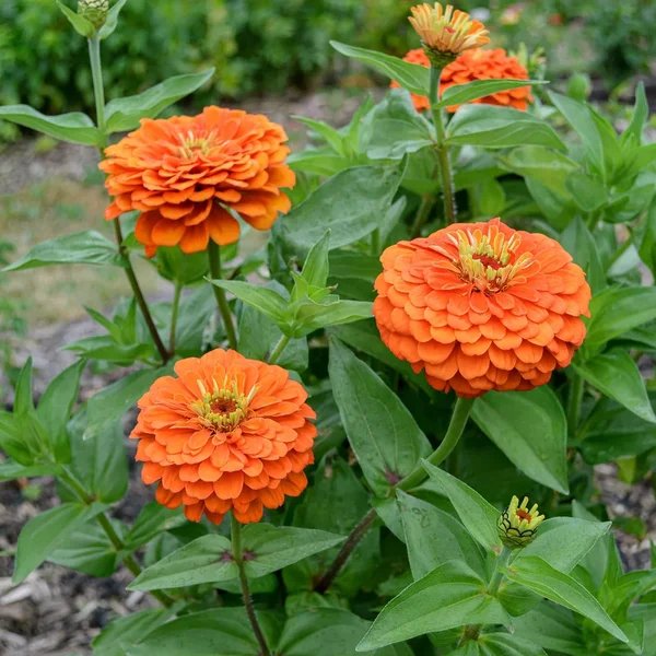 Zinnia elegans 'Benarys Giant Orange'