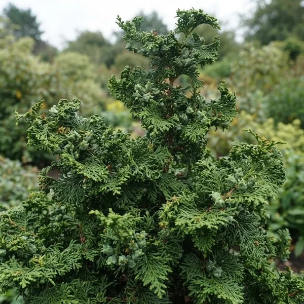Chamaecyparis obtusa 'Kosteri'