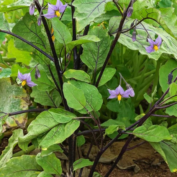 Solanum melongena 'Millionaire'