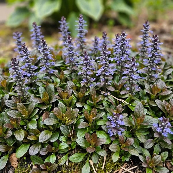Ajuga reptans 'Blueberry Muffin'