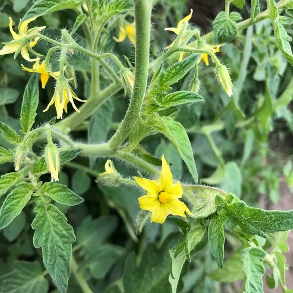 Solanum lycopersicum 'Napa Rose'