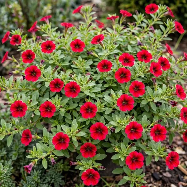 Petunia x hybrida 'Supertunia Mini Vista Scarlet'