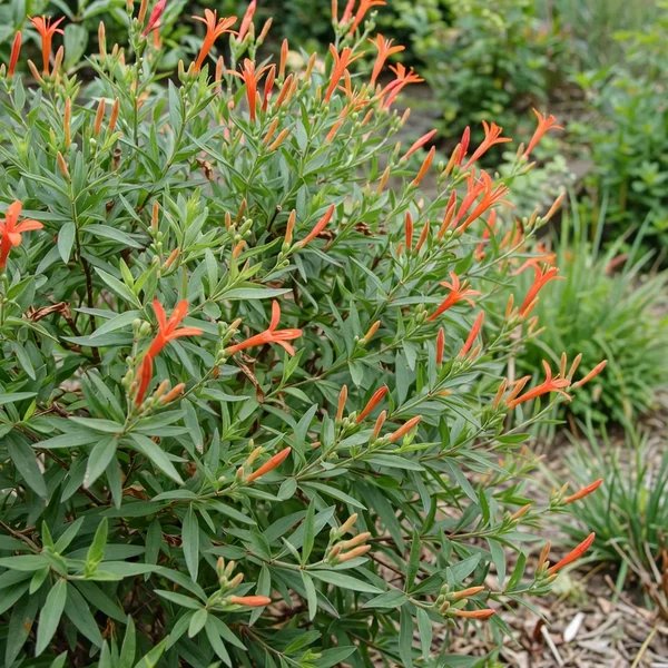 Anisacanthus wrightii