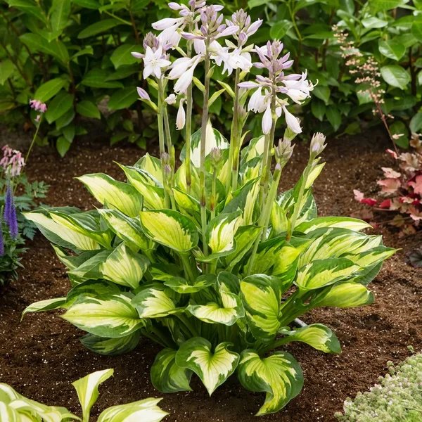 Hosta x hybrida 'Colored Hulk'