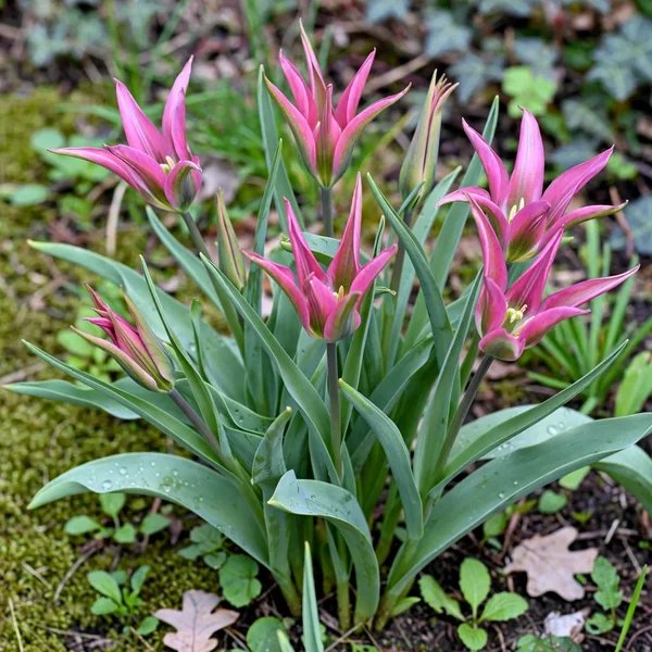 Tulipa x hybrida 'Doll'