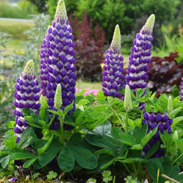 Lupinus polyphyllus 'Westcountry Blacksmith'