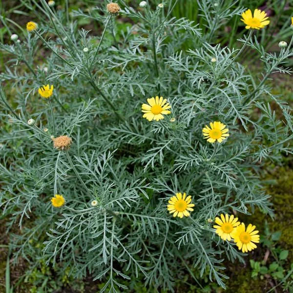 Anthemis tinctoria 'Kelwayii'