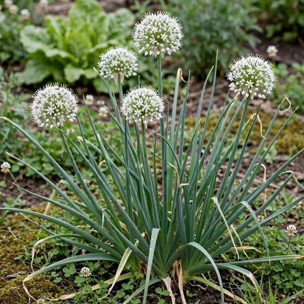 Allium cepa 'Walla Walla'