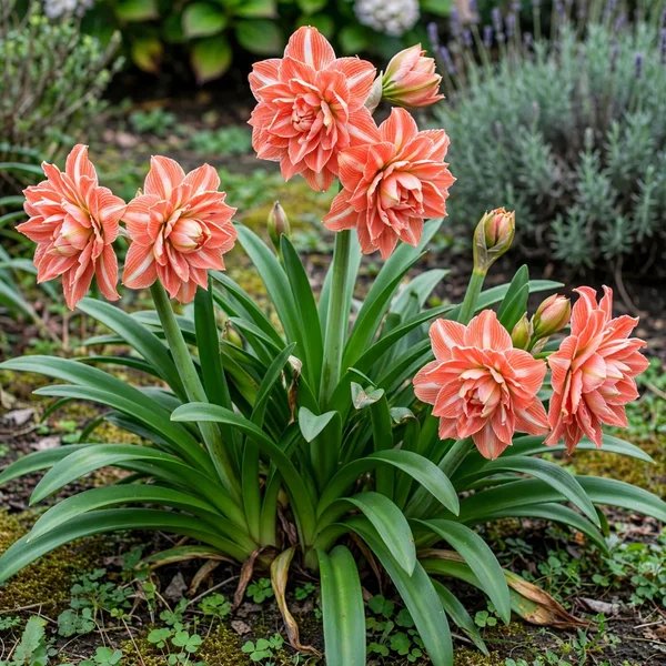 Hippeastrum x hybrida 'Sunshine Nymph'