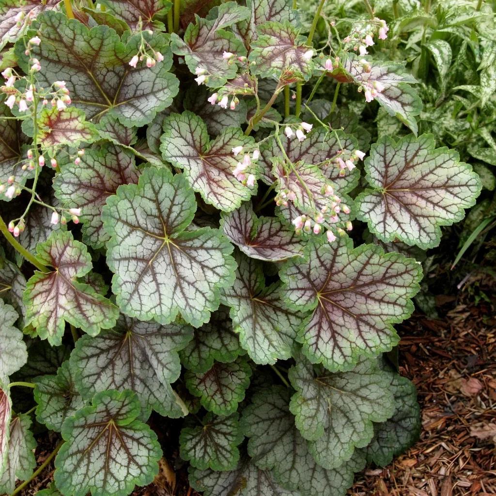 Green Spice Coral Bells