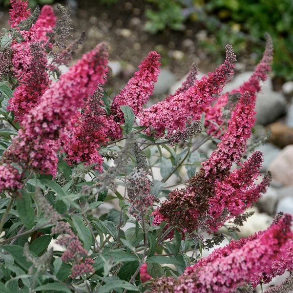 Buddleja davidii 'Prince Charming'