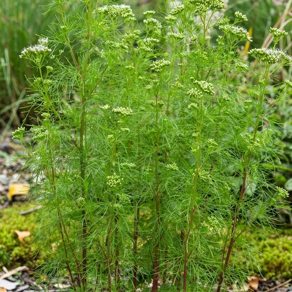 Eupatorium capillifolium 'Elegant Feather'