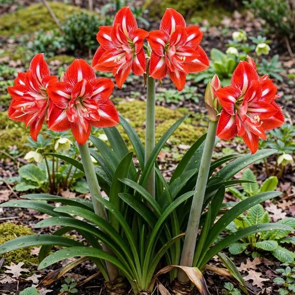 Hippeastrum x hybrida 'Splash'