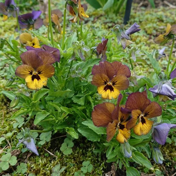 Viola x hybrida 'Irish Molly'