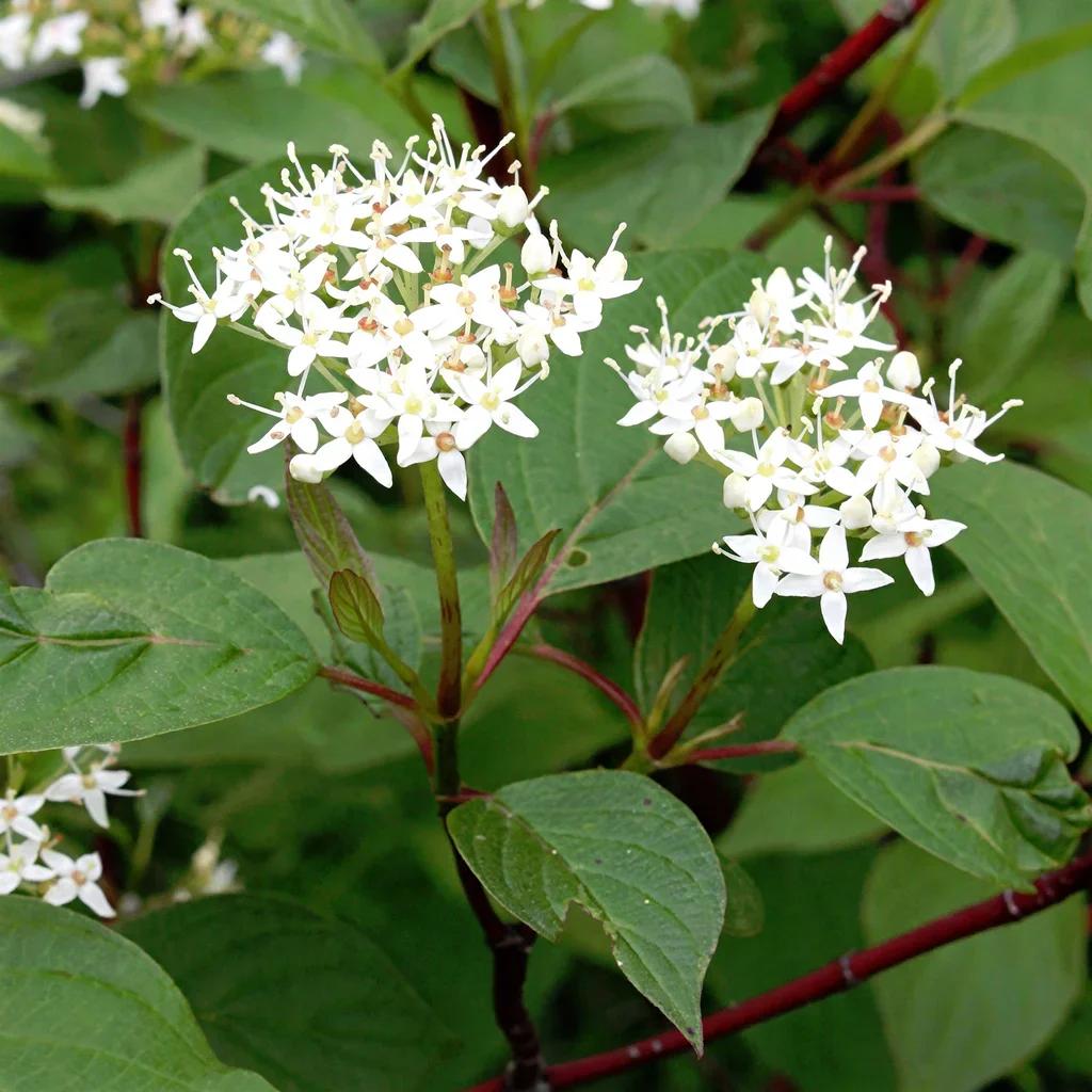 Dogwood