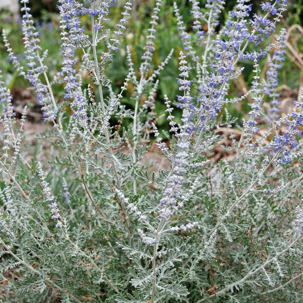 Russian Sage