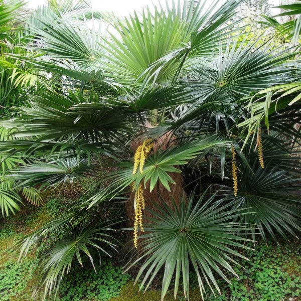 Trachycarpus martianus 'Nepal Form'