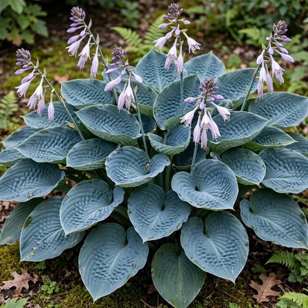 Hosta x hybrida 'Rowan My Boat'