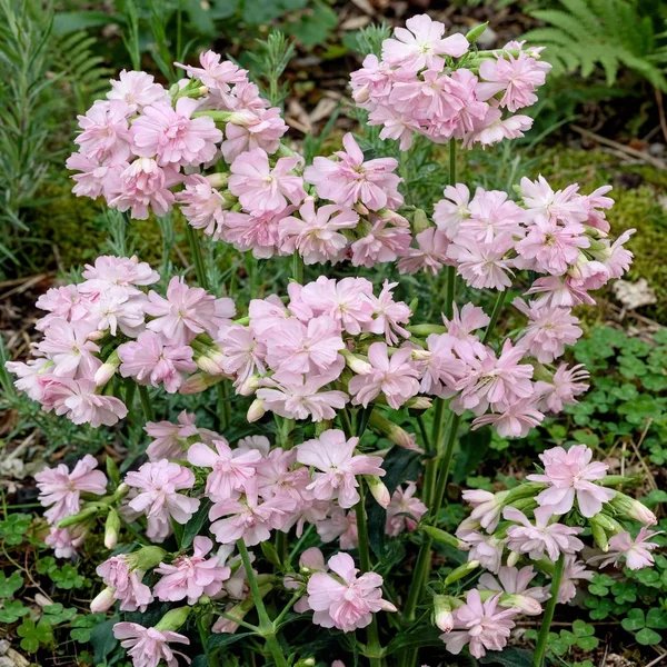 Saponaria officinalis 'Rosea Plena'
