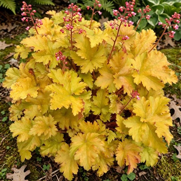 Heuchera sanguinea 'Amber Waves'