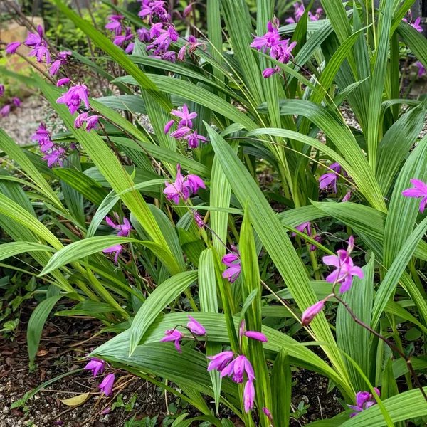 Bletilla x hybrida 'Kate'