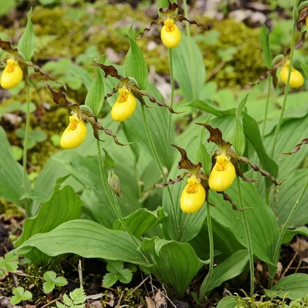 Cypripedium parviflorum 'var parviflorum'