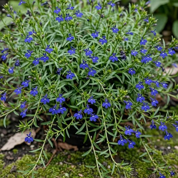 Lobelia erinus 'Laguna Dark Blue'