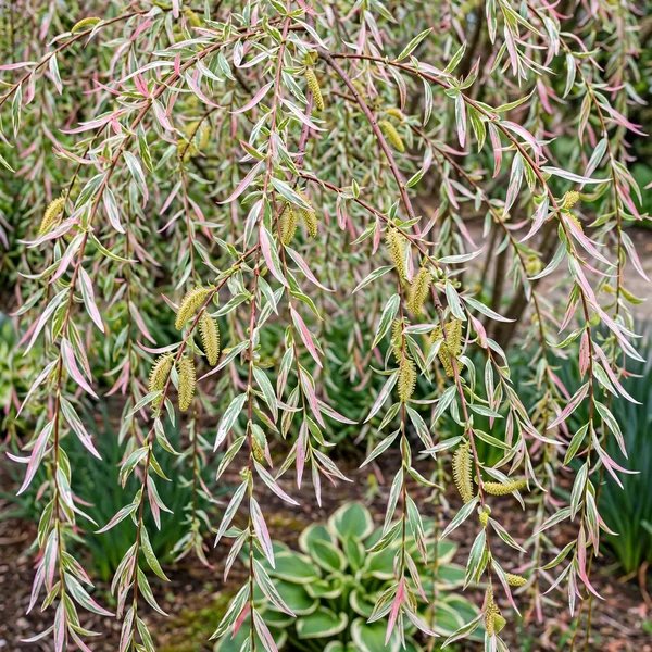 Salix integra 'Flamingo'