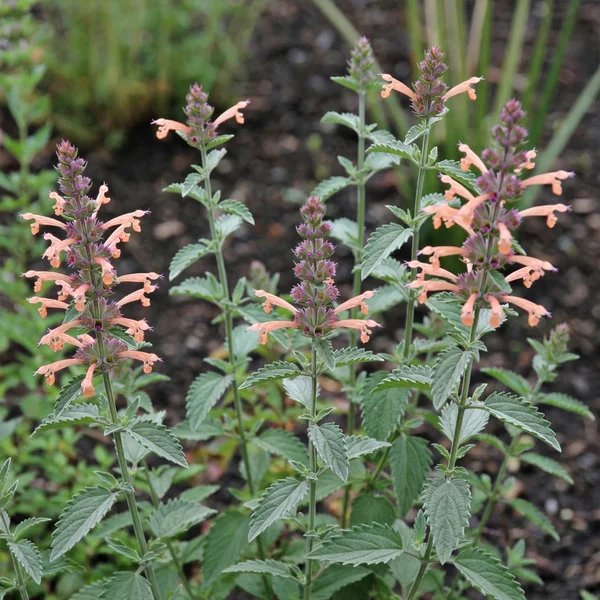 Agastache foeniculum 'Peachie Keen'