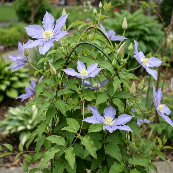Clematis viticella 'HF Young'