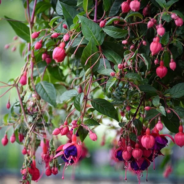 Fuchsia x hybrida 'Dollar Princess'