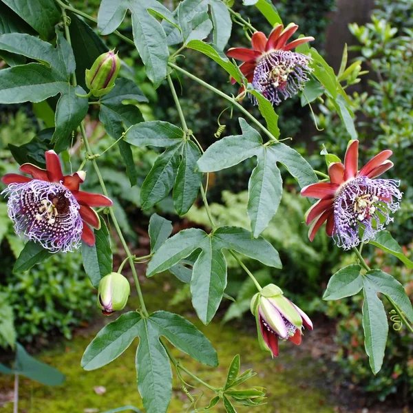 Passiflora x hybrida 'Mission Dolores'