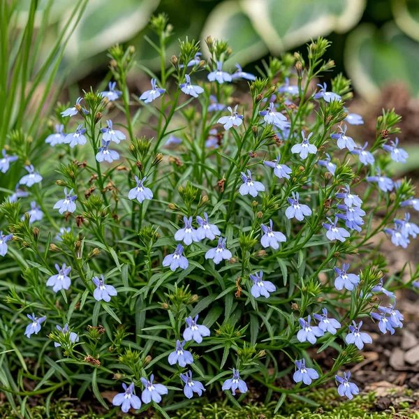 Lobelia erinus 'Fountain Blue'