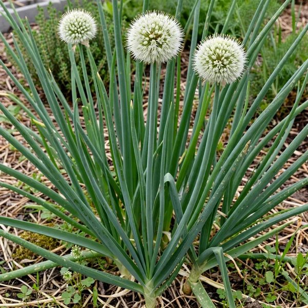 Allium sativum 'Walla Walla Early'
