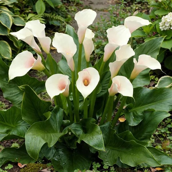 Zantedeschia x hybrida 'Cameo'